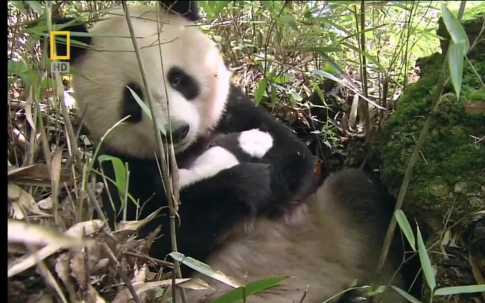 野生熊猫妈妈带幼崽图片