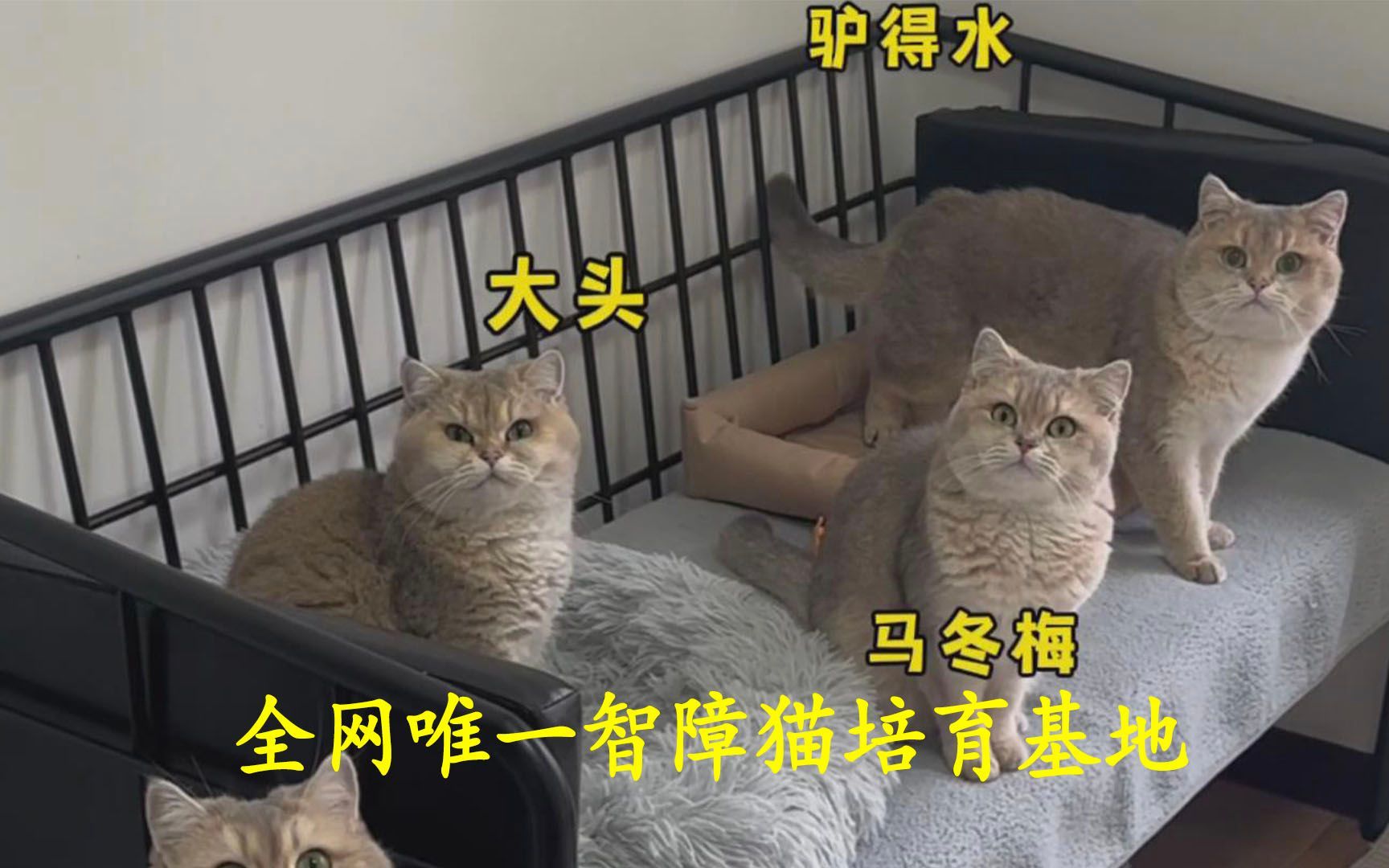 唯一智障猫培育基地哔哩哔哩bilibili