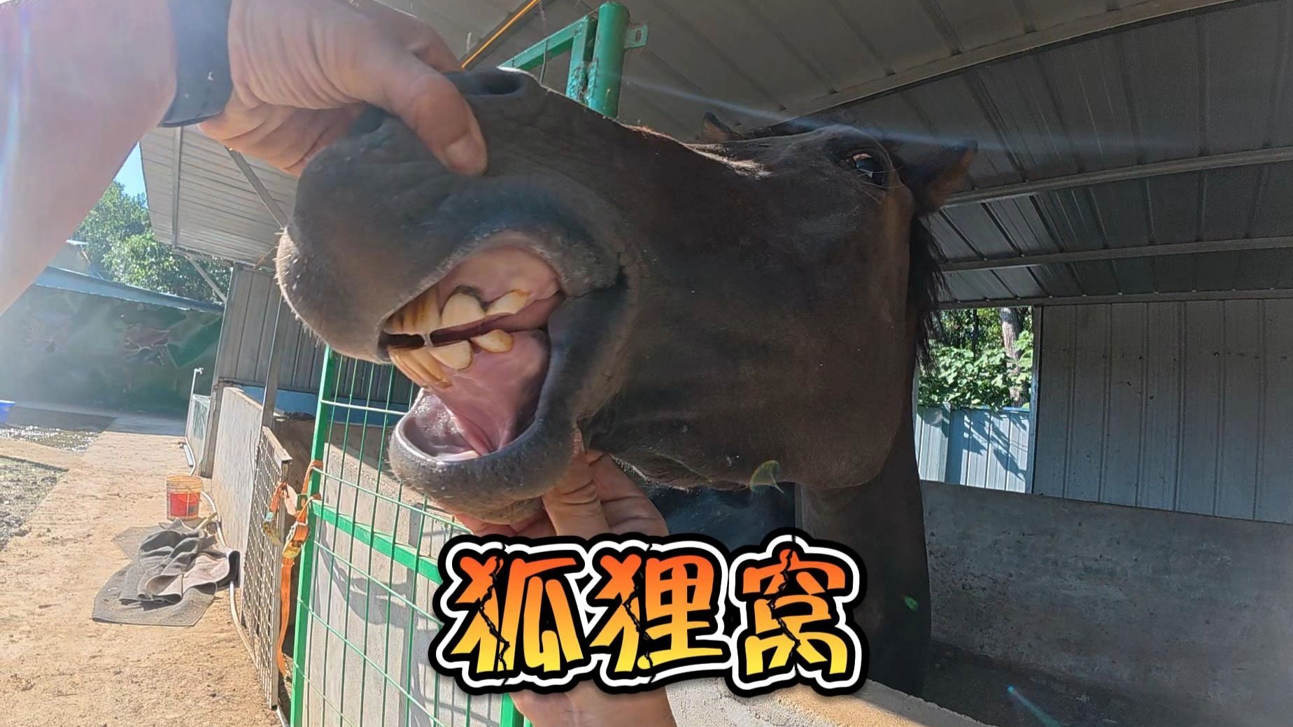 今天给狐狸整个小家！