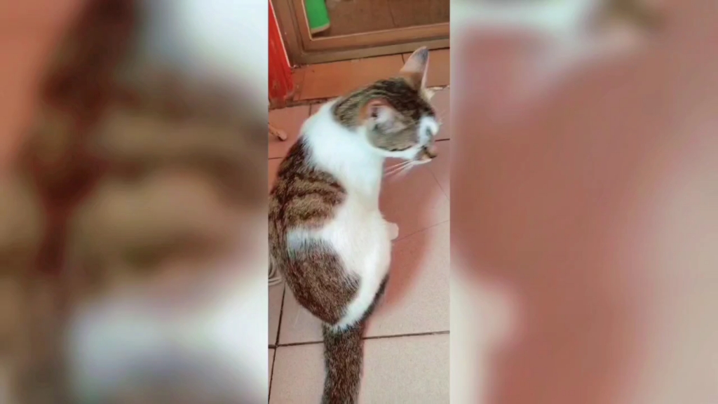 [图]猫眼看人低