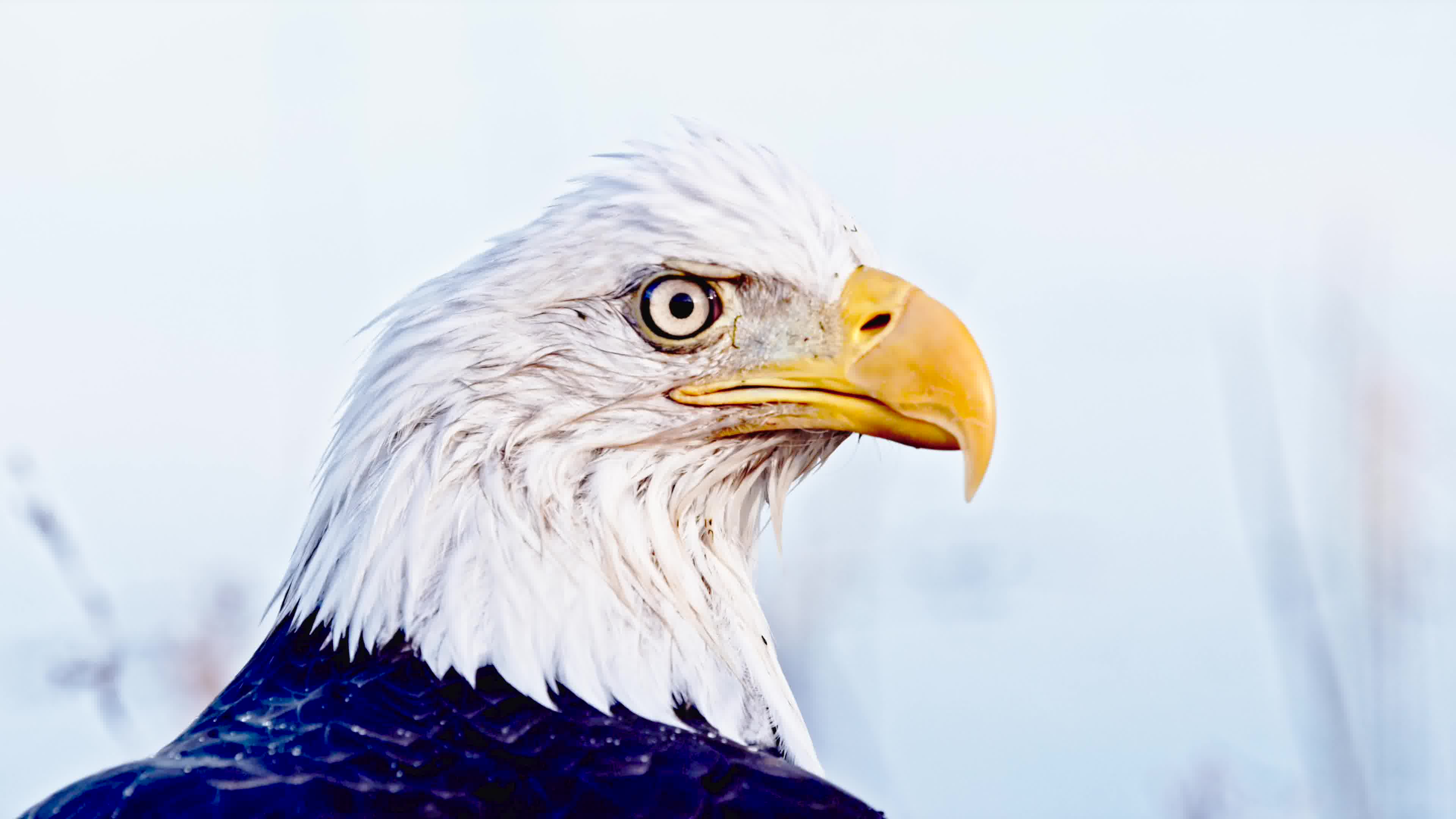 6khdr苹果applestore2020年macproprodisplayxdr展示视频超高清