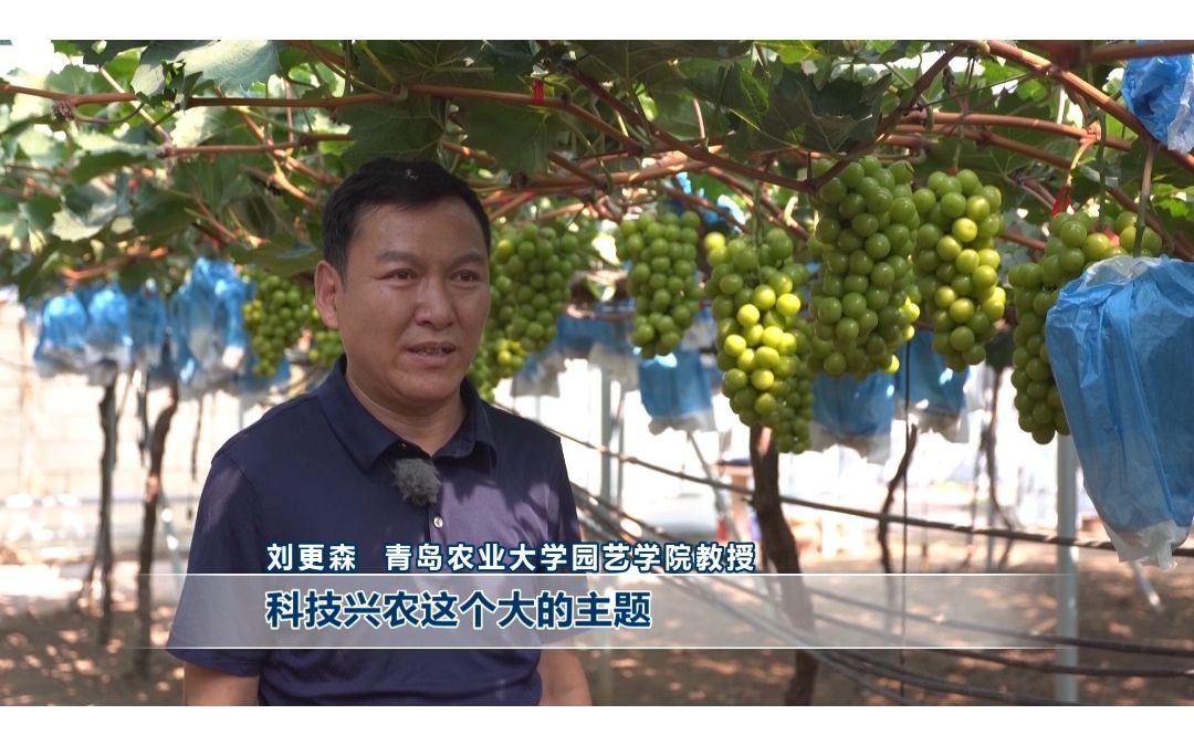 【青岛广电ⷑTV今日教育】青岛农业大学教授送技术 助理葡萄丰收 #葡萄种植 #技术送下乡哔哩哔哩bilibili