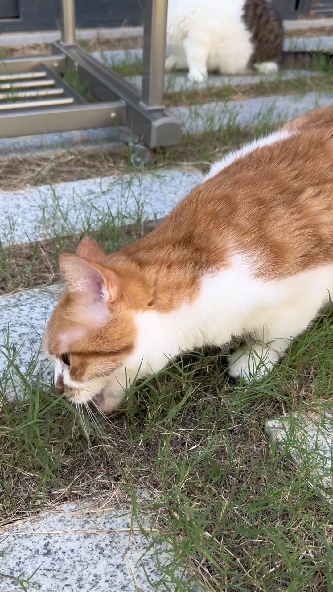 养了两只爱吃草的猫咪是种什么体验?每天牧猫!哔哩哔哩bilibili