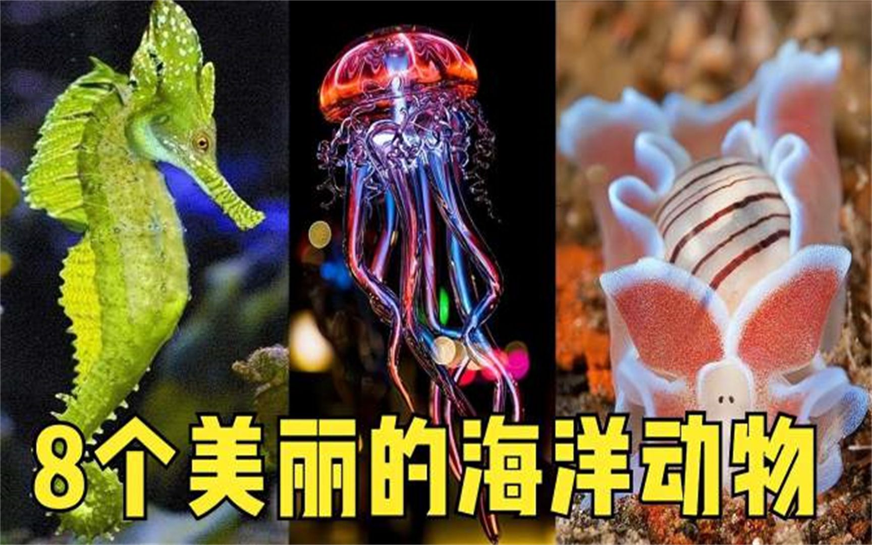 8种美丽的海洋生物,好爸爸海马,颜色多变的水母,可爱的海兔子
