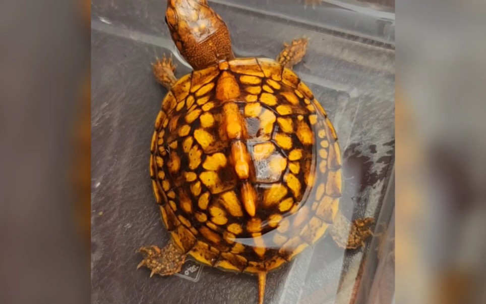 顶级港系红 东部箱龟