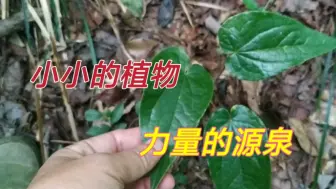 下载视频: 吃了它，就会力大无穷，今天发现了一片