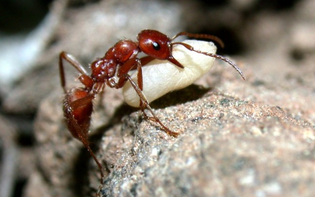 蚂蚁百科---墨西哥悍蚁 polyergus mexicanus