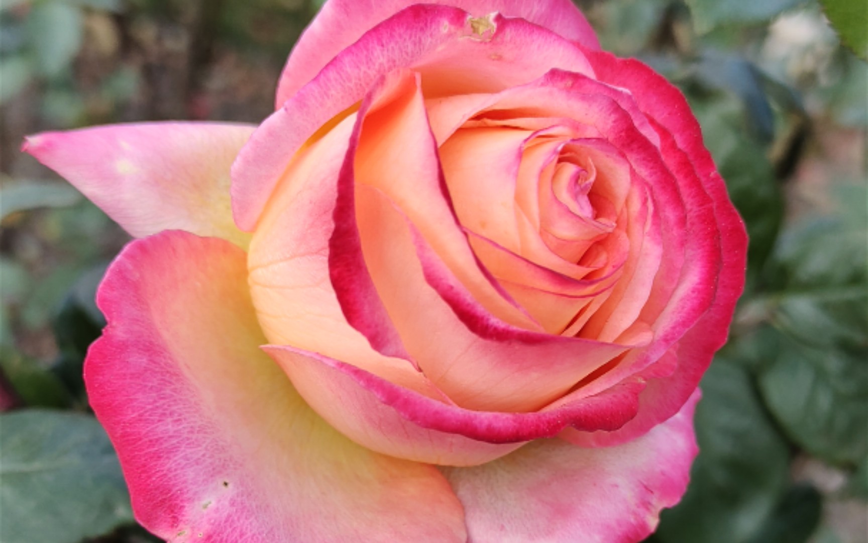 月季香云和彩云