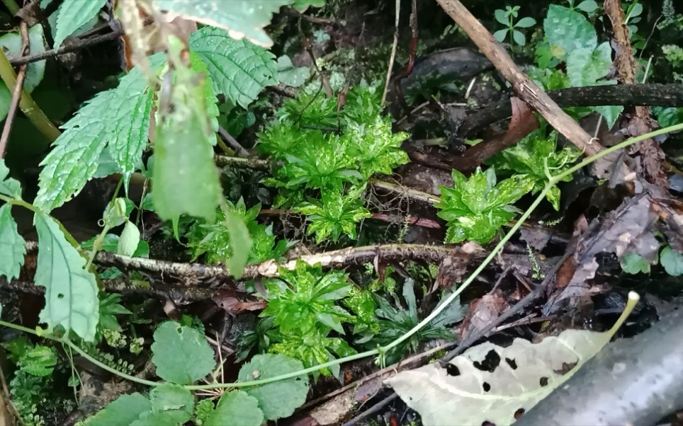 舒服了!发现一丛野生暖地大叶藓!