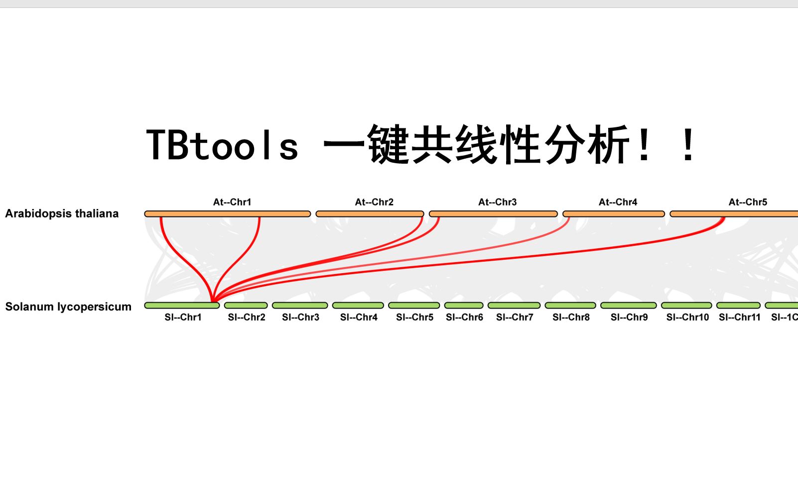 #TBtools共线性分析1#一键两个物种间的共线性分析!老师再也不用担心我不会作图了哔哩哔哩bilibili