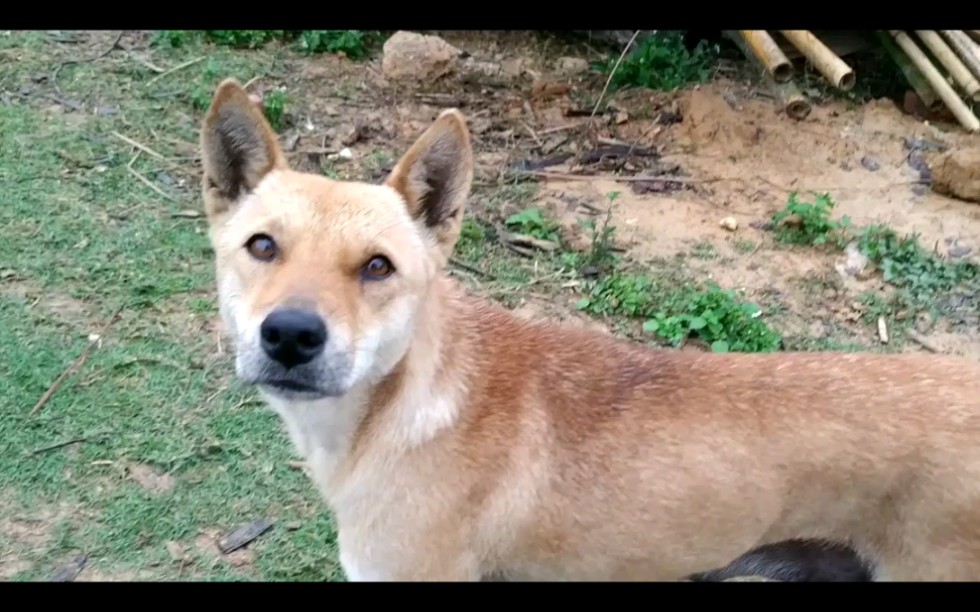 中华田园犬:阿黄在线教学