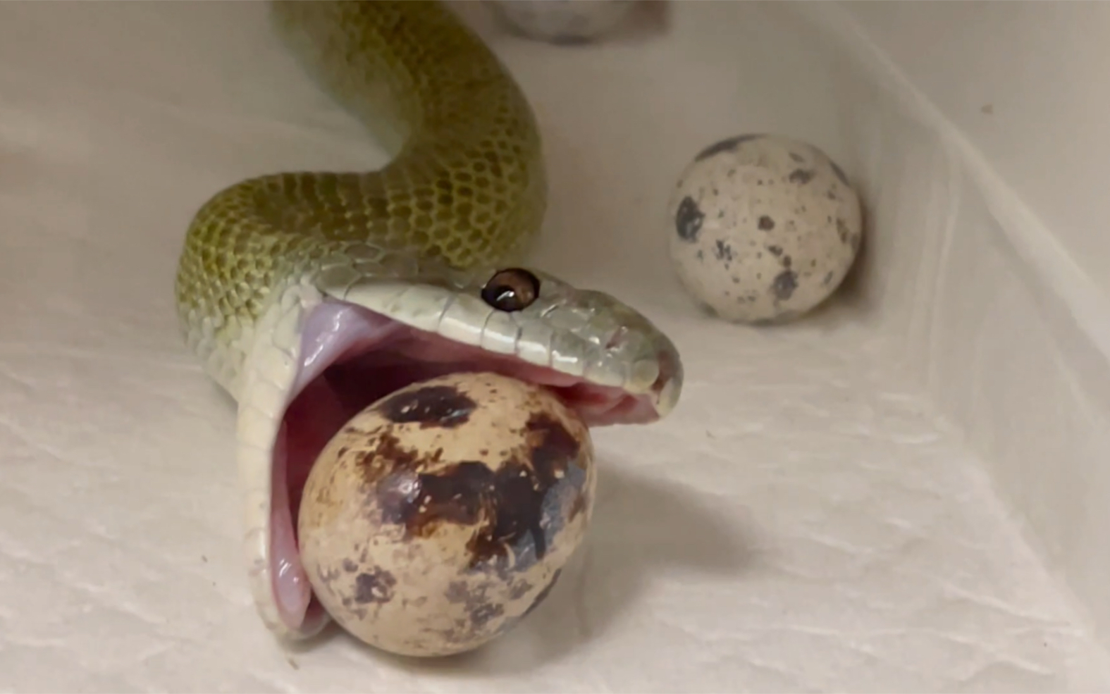 日本锦蛇青大将吃蛋