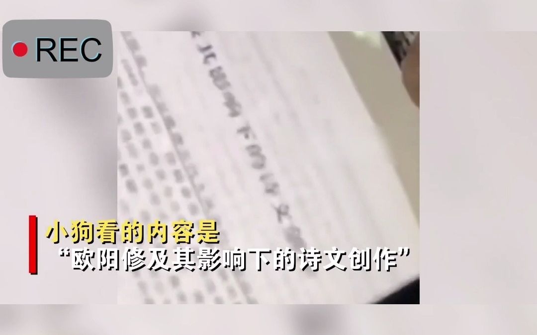 打算考研?高校图书馆外一流浪狗认真看书,学生一瞧内容惊了.哔哩哔哩bilibili