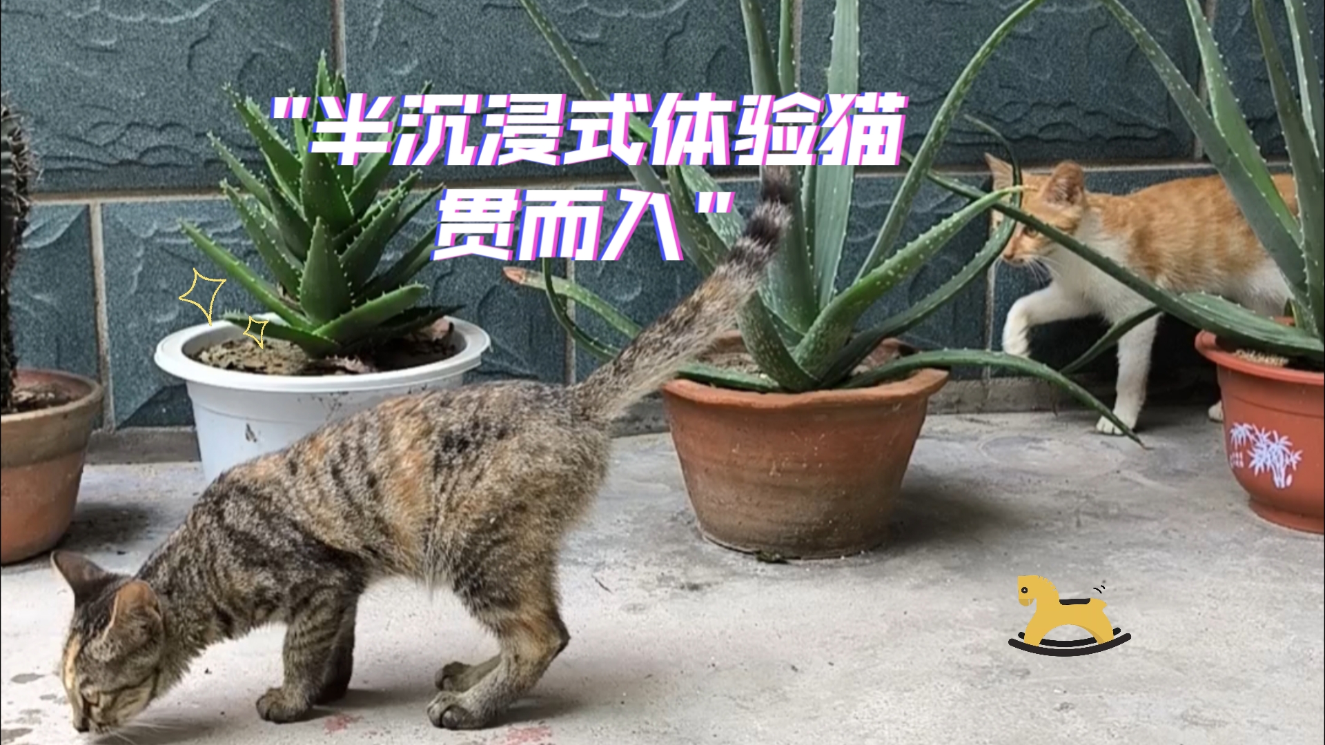 半沉浸式体验猫贯而入哔哩哔哩bilibili