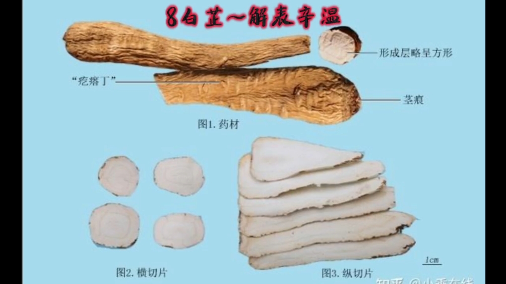 白芷被国家列为几级致癌物百科在线