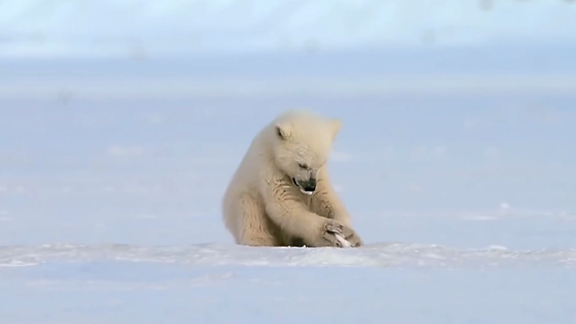 小北极熊第一次见到海豹,萌萌哒.