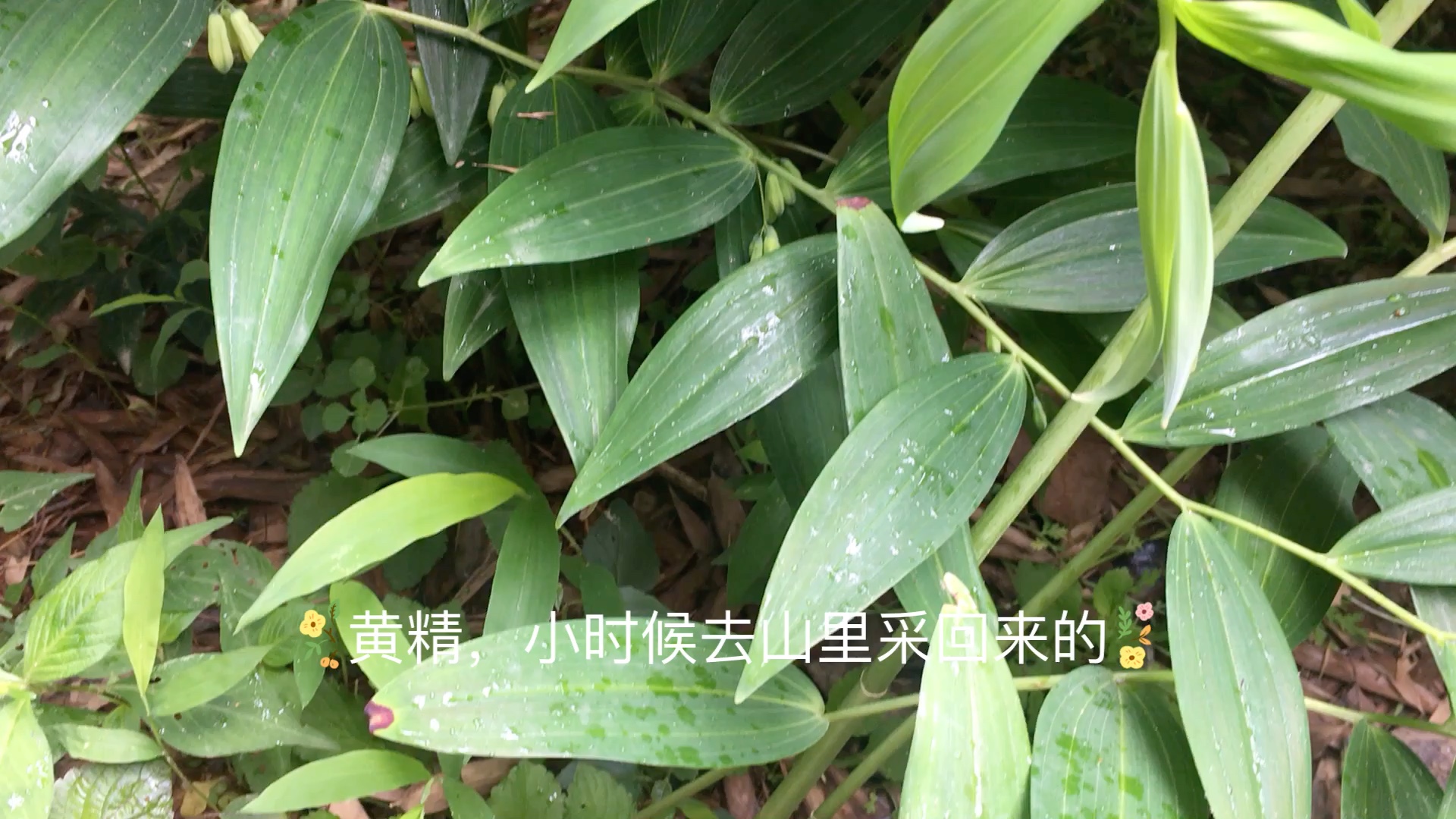 [图]植物-黄精