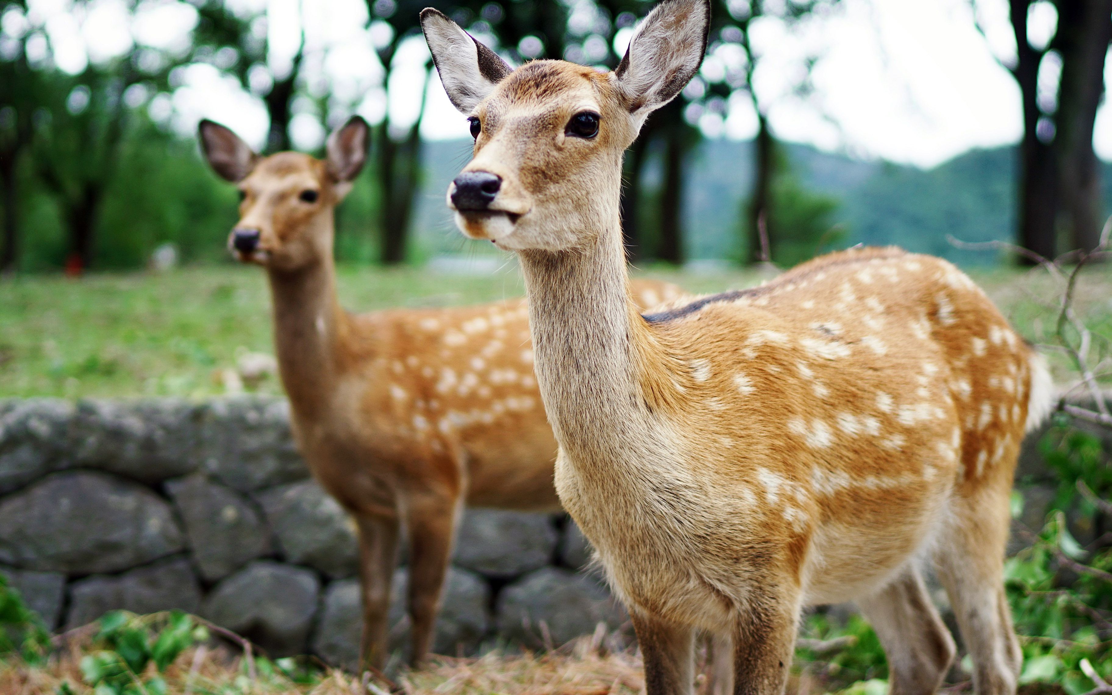 元旦奈良摸鹿观后感