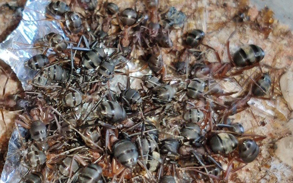 血红林蚁吸蜜_哔哩哔哩 (゜-゜)つロ 干杯~-bilibili