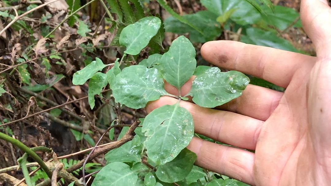 轮叶党参,搞山货的同行看过来,你们那边叫这个什么名字?