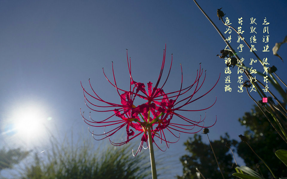 曼珠沙华——红色彼岸花  曼陀罗华——白色彼岸花  彼岸花花语:分离
