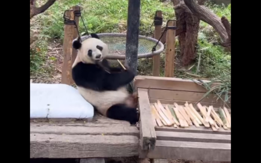 【大熊猫悦悦】悦悦出外场了,羡慕能到现场看的游客