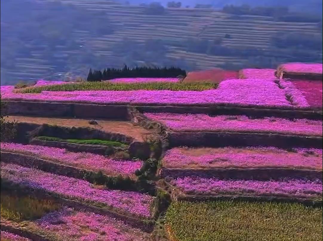 来自秋天的礼物,梯田加花海,愿心中有景,花香满径.哔哩哔哩bilibili