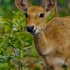 海南坡鹿——又一个从灭绝边缘被拯救回来的物种