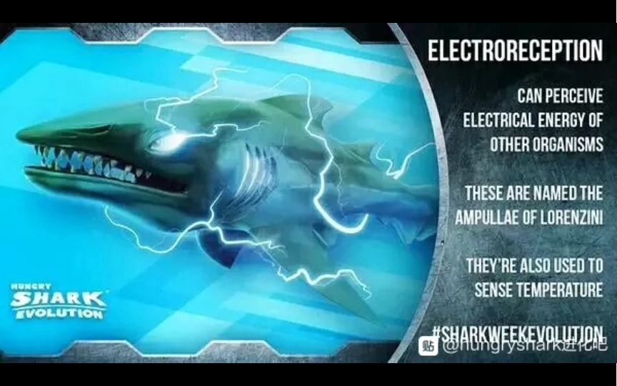 刷金王者不务正业?电鲨3分钟6300w【饥饿鲨进化特殊鲨】