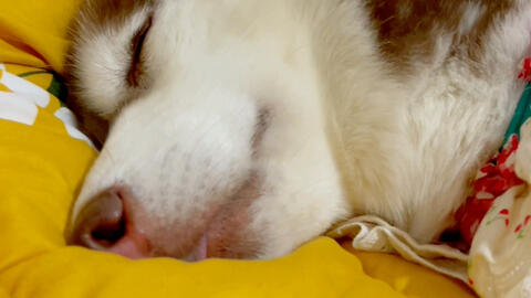 狗美人 哔哩哔哩