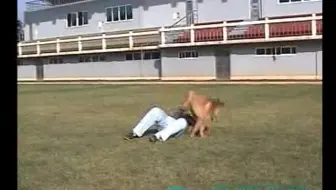 训犬基础视频教程(_如何-训练)你的爱犬上