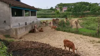 Download Video: 养土杂牛怕热吗？湖南38度高温天气，悠闲吃草晒着太阳