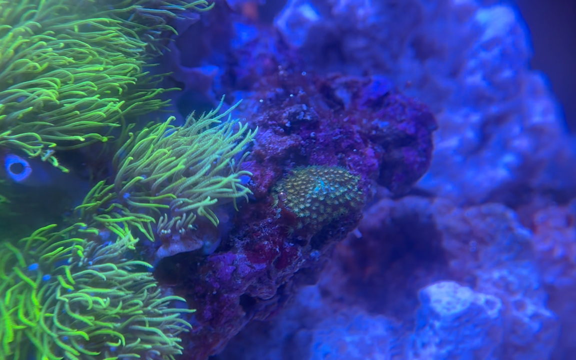 这是微孔珊瑚吧