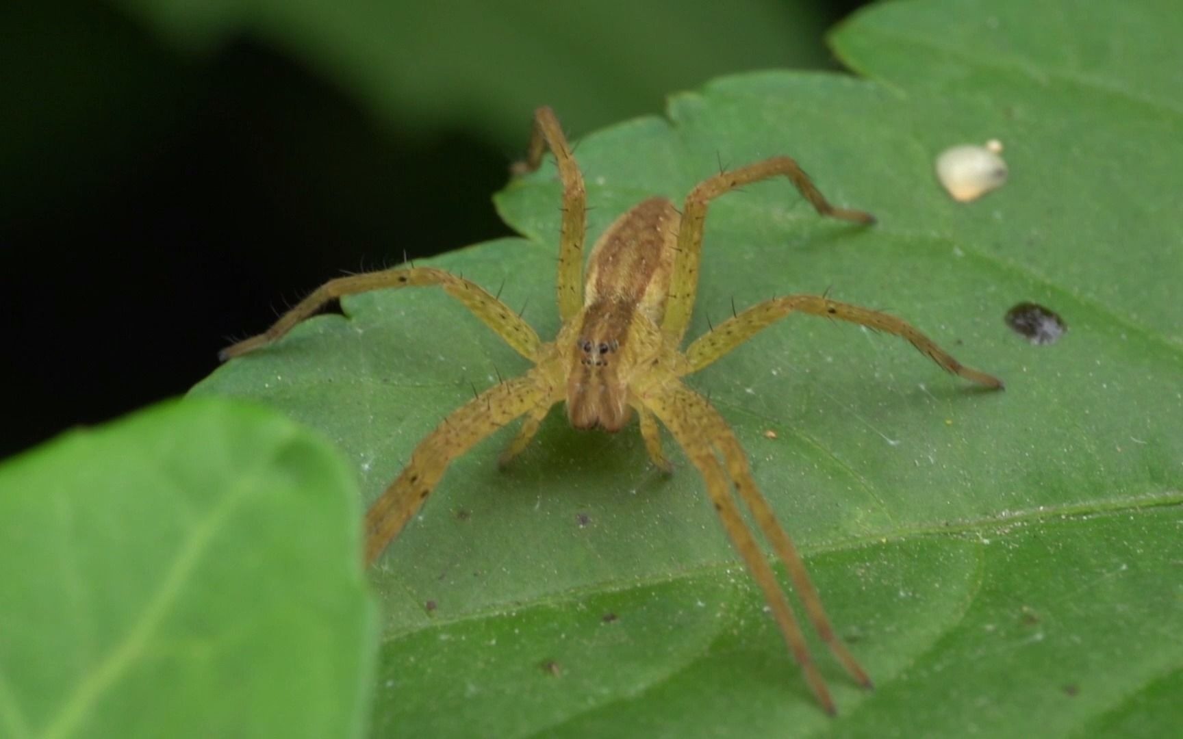 【生物记录/盗蛛】华丽四角蛛