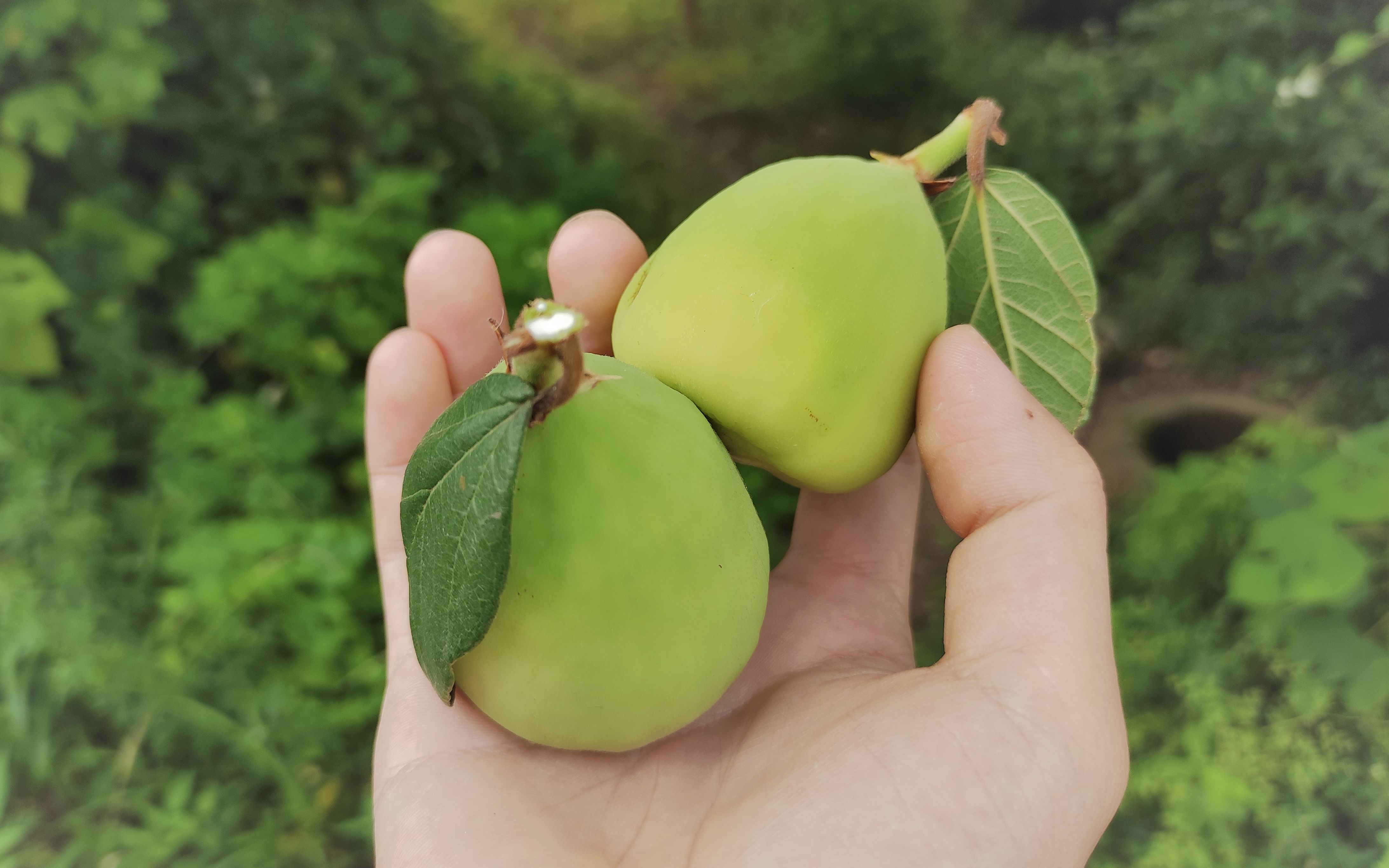 传说中的天然凉粉果,用它做出来的凉粉能成功吗?