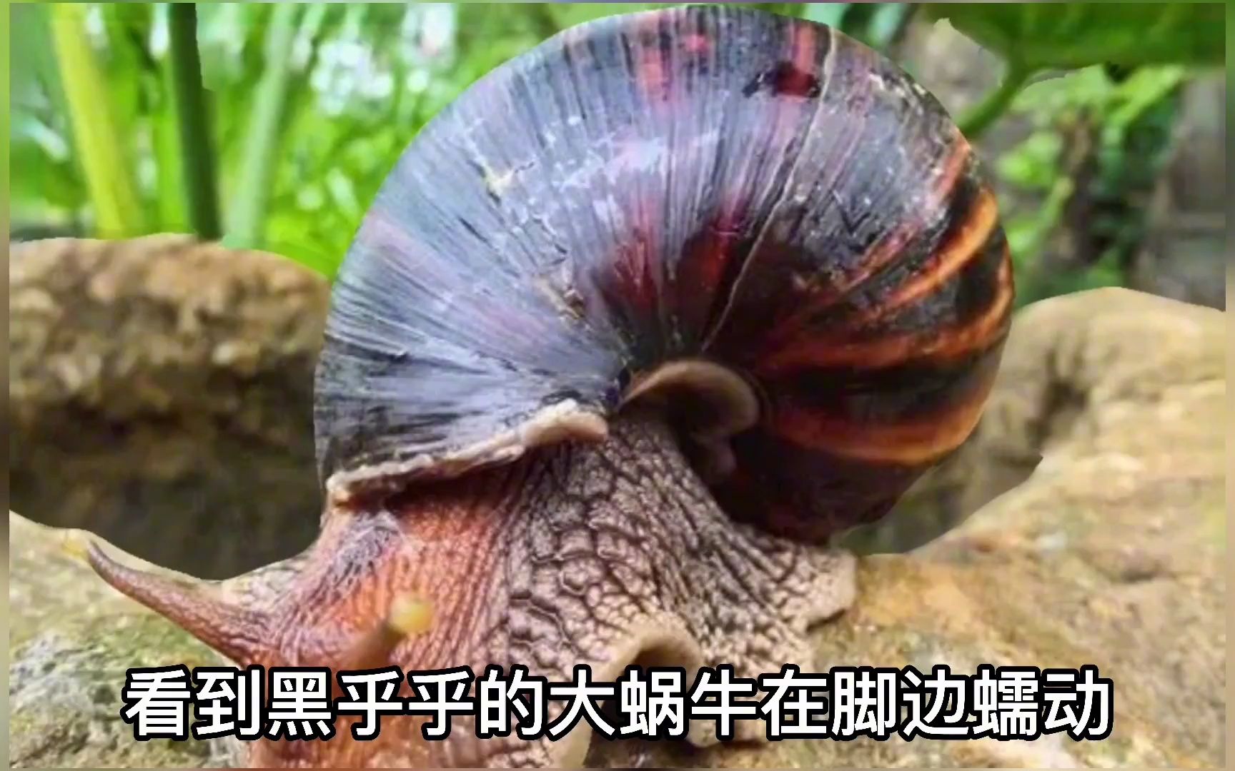 入侵广东的非洲大蜗牛携带多种病菌和寄生虫!不要碰,不要吃!