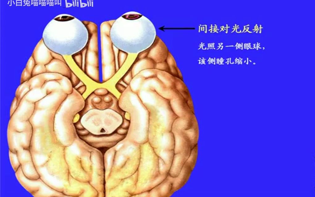 [图]163.瞳孔对光反射——系统解剖学、局部解剖学——这一套就够了