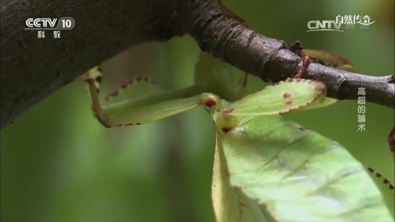 cctv科教自然传奇高超的骗术