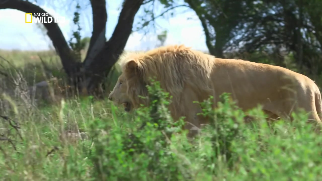 《The Lion Whisperer狮语者》狮子纪录片 英语无字哔哩哔哩bilibili