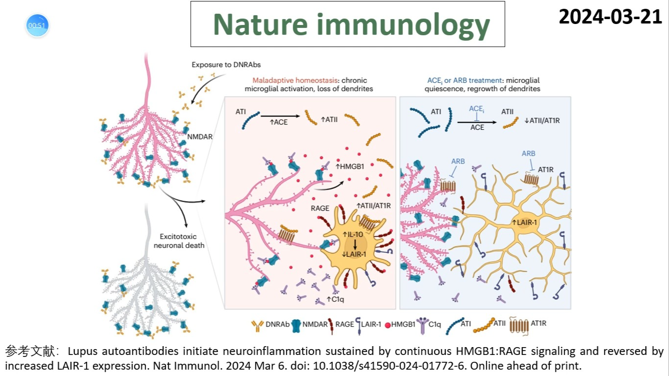 Nature immunology—神经炎症研究重磅:狼疮自身抗体通过HMGB1:RAGE通路驱动神经炎症和狼疮脑病哔哩哔哩bilibili