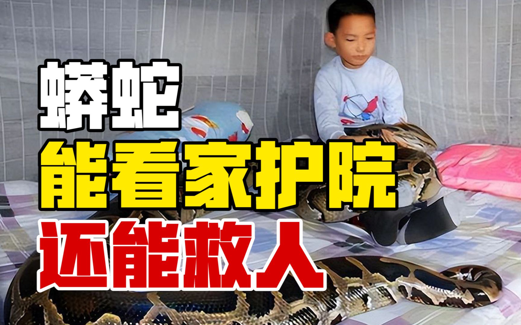 活动  1996年,海南一村民救下蟒蛇,蟒蛇长大后不仅能看家护院还能救人