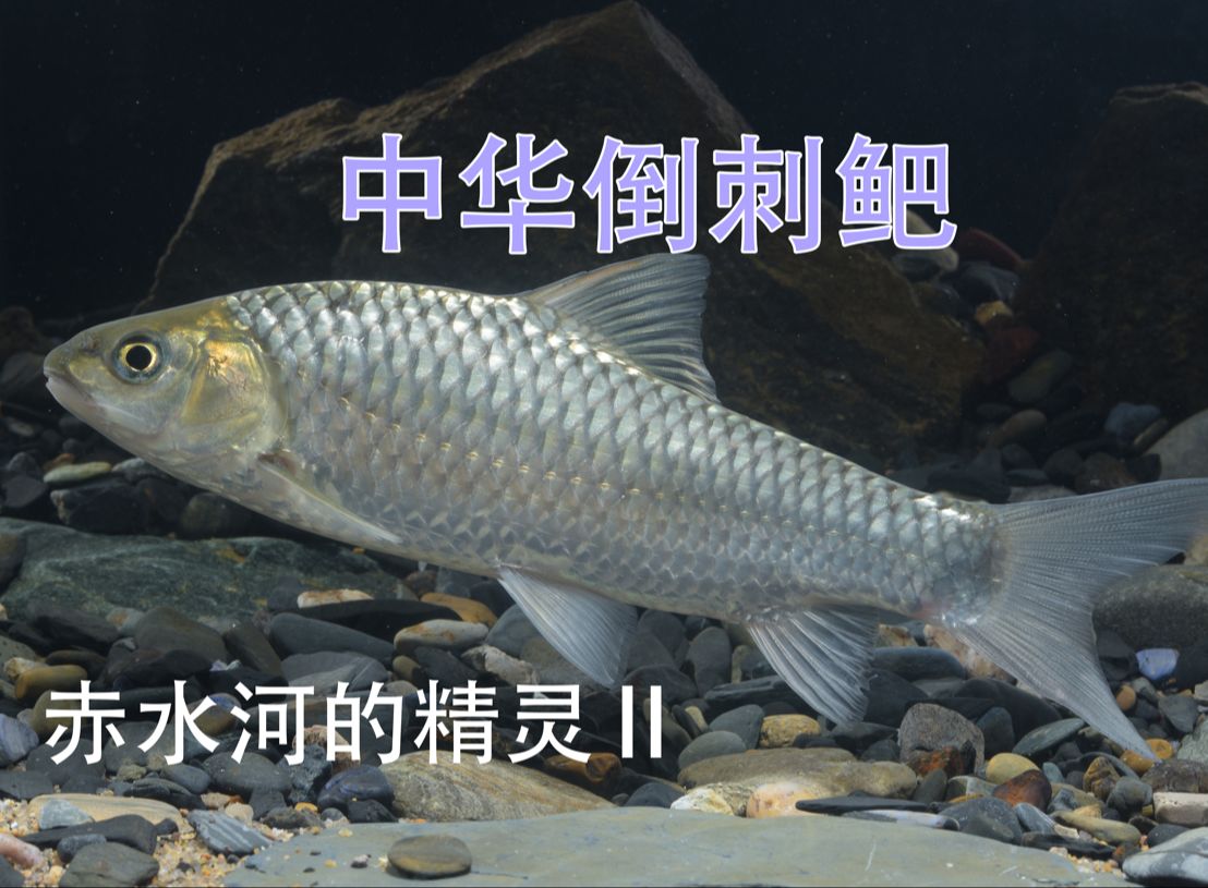 赤水河的精灵2中华倒刺鲃Spinibarbus sinensis (Bleeker, 1871)哔哩哔哩bilibili