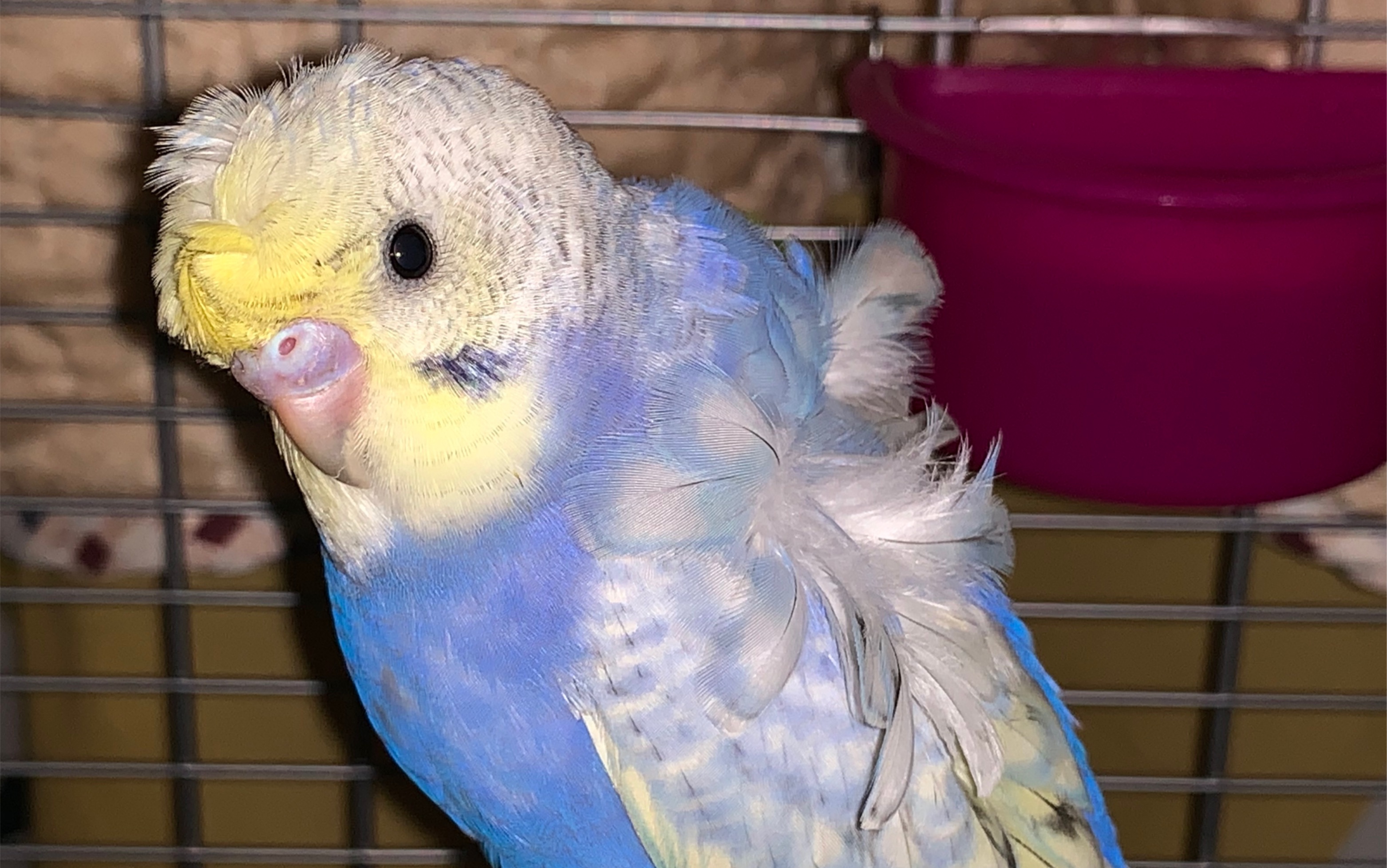 小羽衣翻杠合集