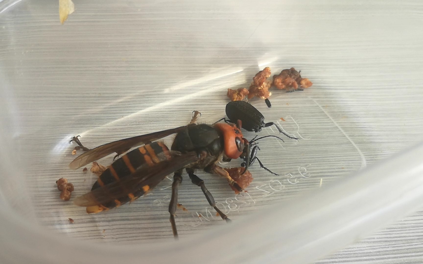 [斗虫]金环胡蜂v(捕)s(食)粒步甲