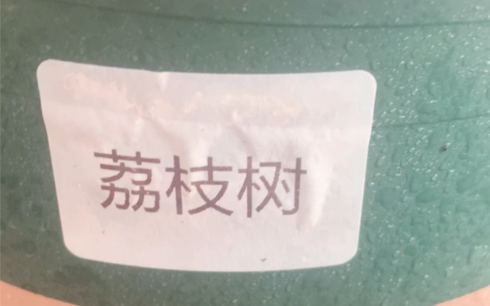 [图]种植日记-荔枝树的第九天。泡了7天播种的，新手上路有三个月养花花草草的经验，只希望有一半发芽，没想到种下第二天就出苗了，最中间那个好像野草？！