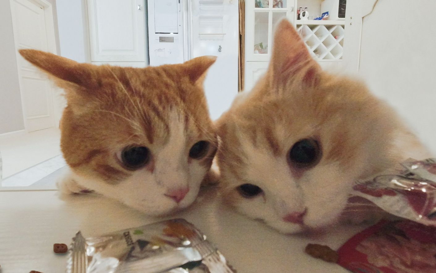 【花花与三猫】主人忘锁零食柜,猫:机会来了……_哔哩哔哩_bilibili