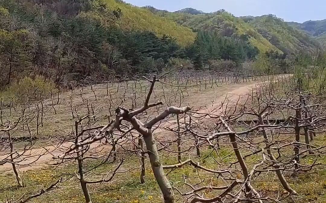 [图]跟老妹上山采山菜，老妹还丢了。鸡蛋酱柳蒿芽，广东菜猴腿炒肉