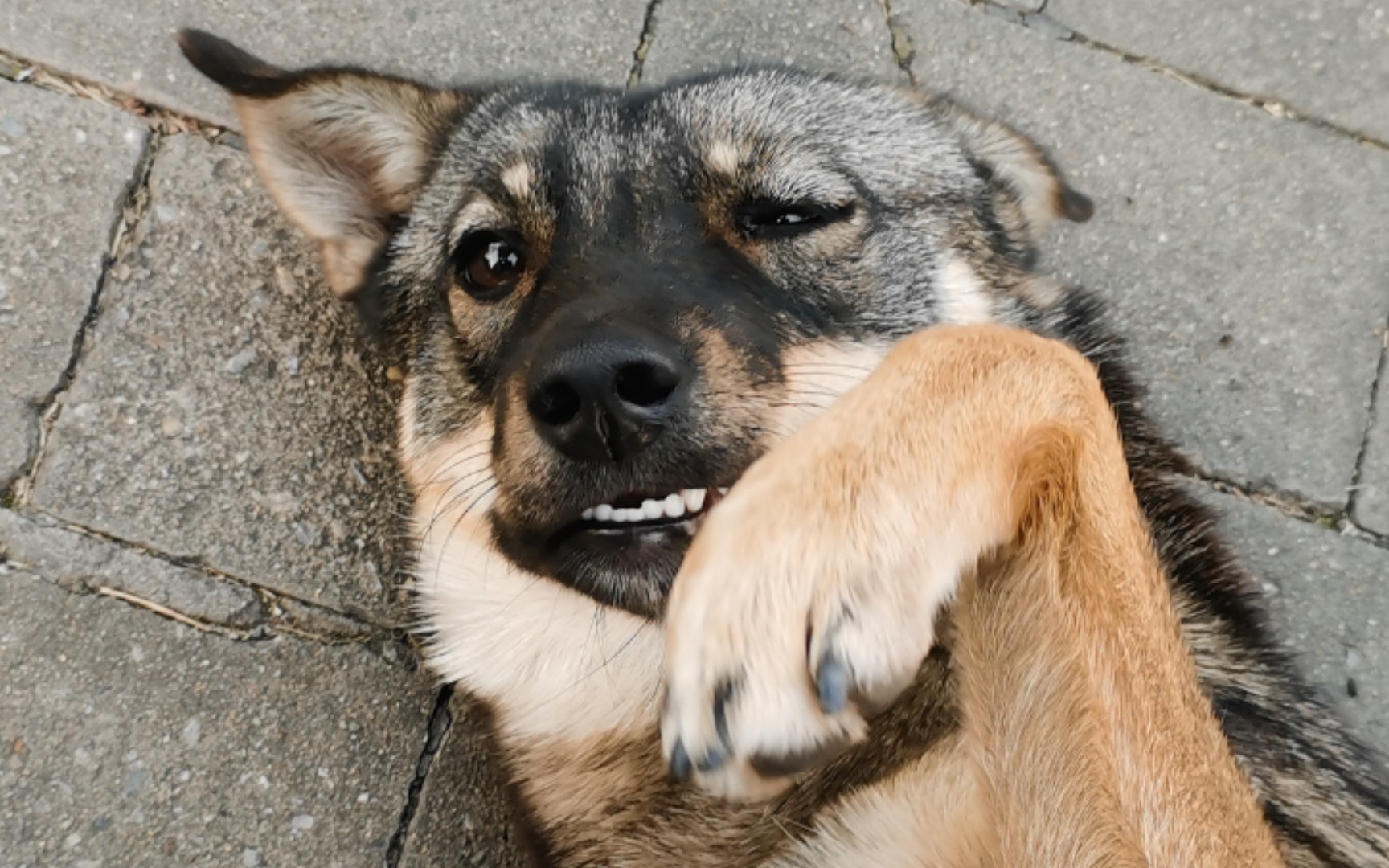 【田园犬】狗子的热情势不可挡,你感受到了吗