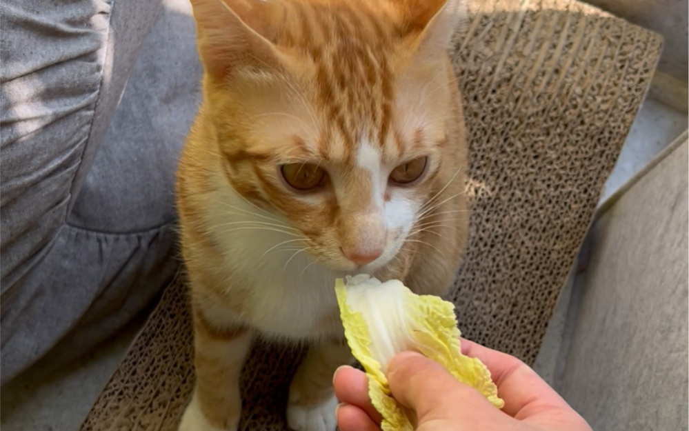 小猫比我还爱吃蔬菜