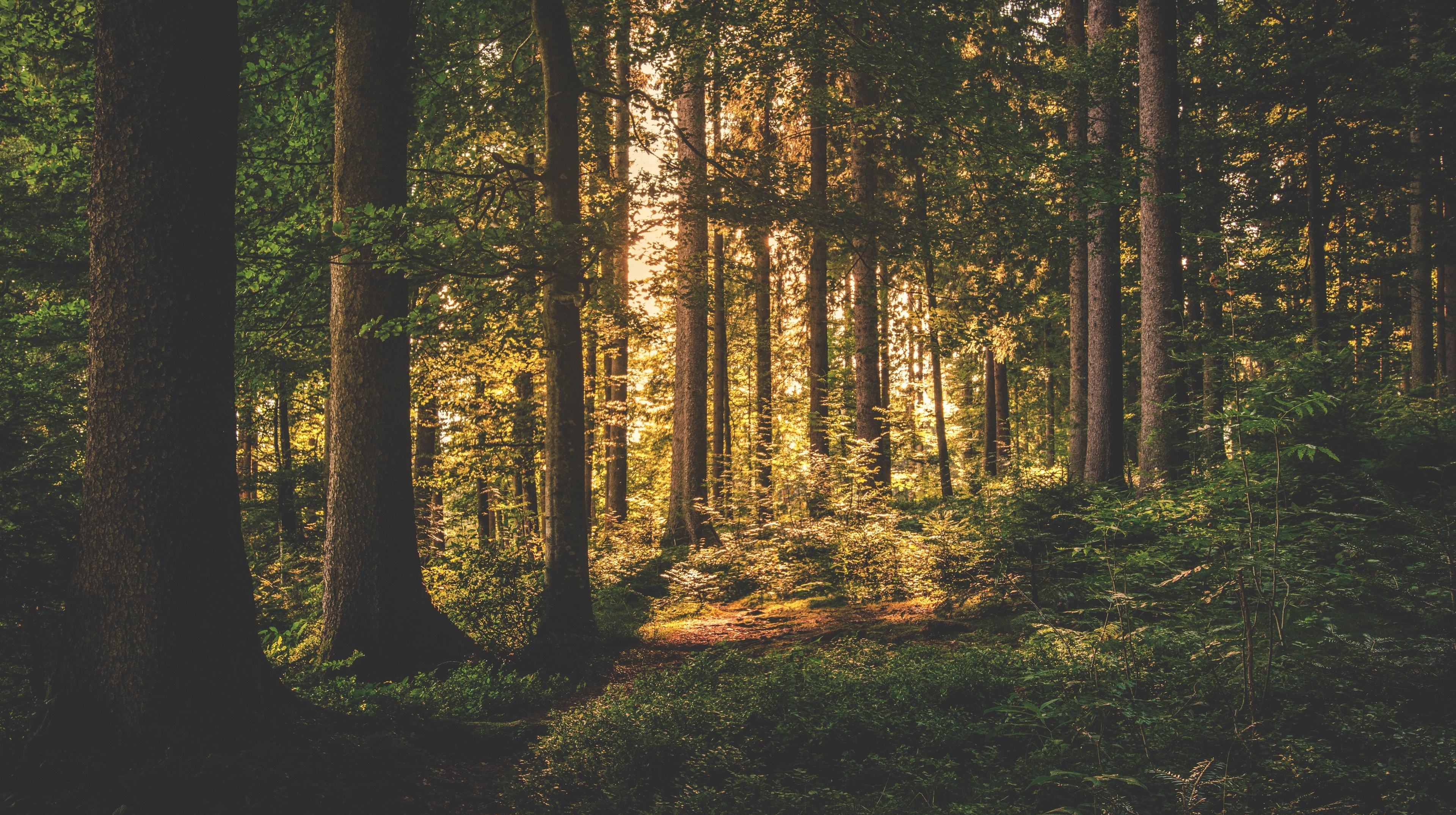 森林与黄昏的丁达尔